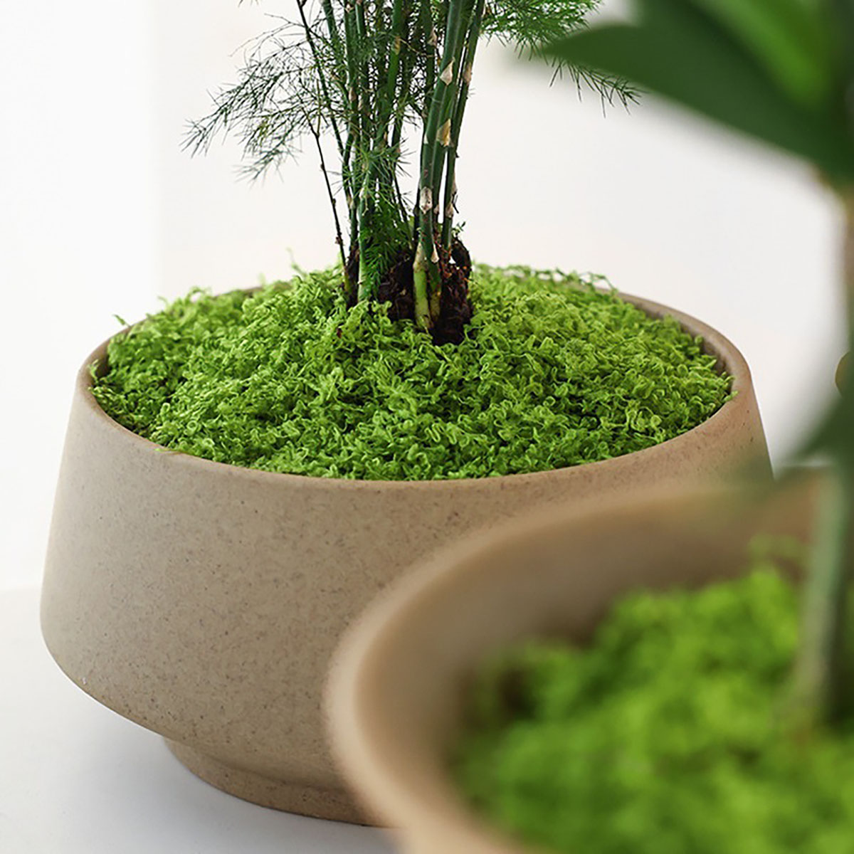 about 20g Artificial Green Pla – обзор и цена Home Decor Handicraft